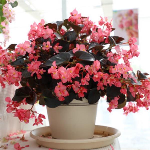Begonia Whopper Rose With Espresso Leaf - Container