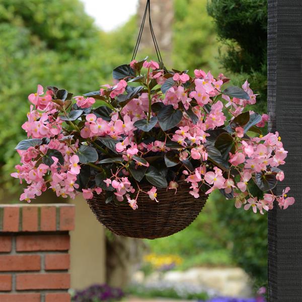 Begonia Megawatt Pink Bronze Leaf - Basket