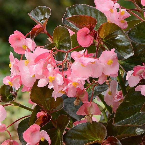 Begonia Megawatt™ Pink Bronze Leaf - Bloom