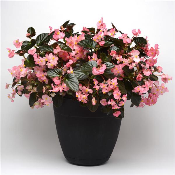 Begonia Megawatt Pink Bronze Leaf - Container