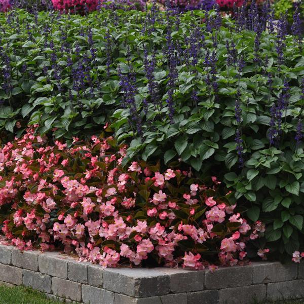 Begonia Megawatt Pink Bronze Leaf - Landscape