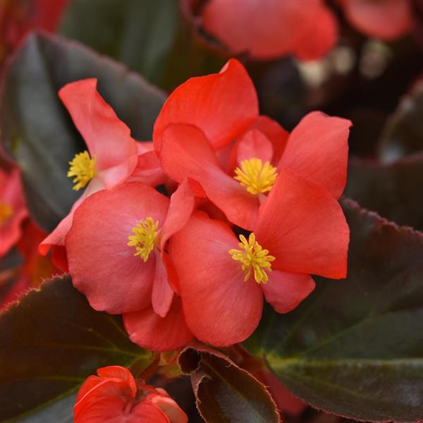 Begonia Megawatt™ Red Bronze Leaf - Bloom