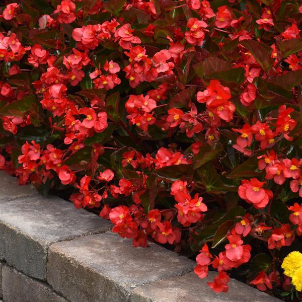 Begonia Megawatt Red Bronze Leaf - Commercial Landscape 1
