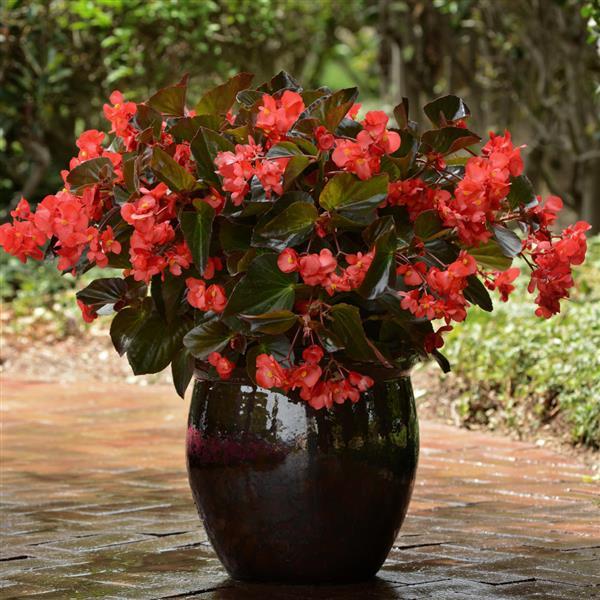 Begonia Megawatt Red Bronze Leaf - Container
