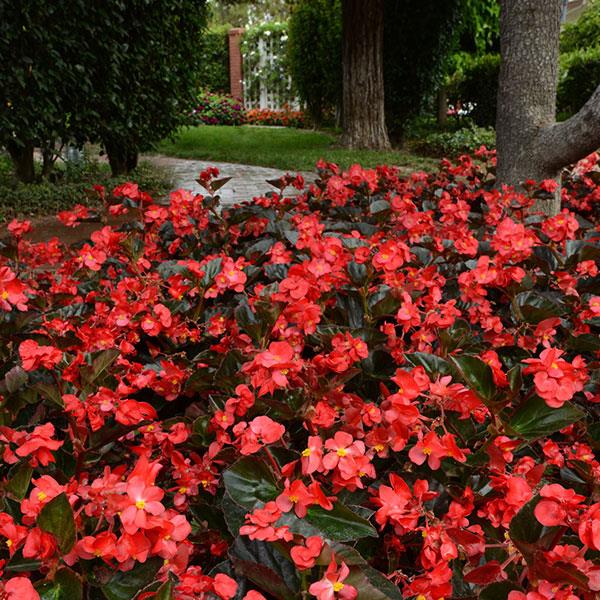 Begonia Megawatt Red Bronze Leaf - Landscape