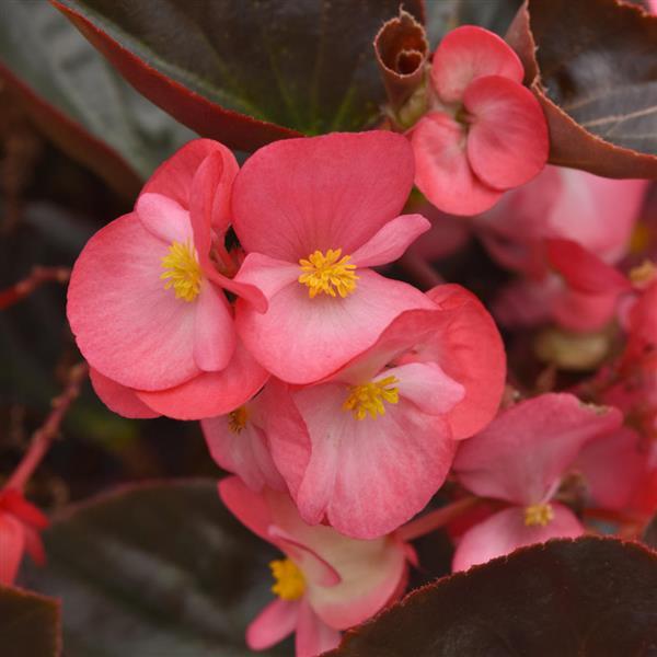 Begonia Megawatt™ Rose Bronze Leaf - Bloom