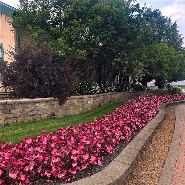 Begonia Megawatt Rose Bronze Leaf - Commercial Landscape 1