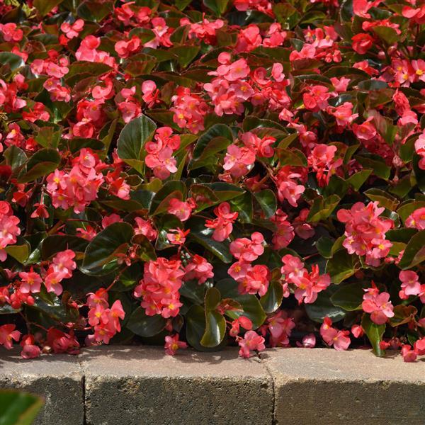 Begonia Megawatt Rose Bronze Leaf - Commercial Landscape 2