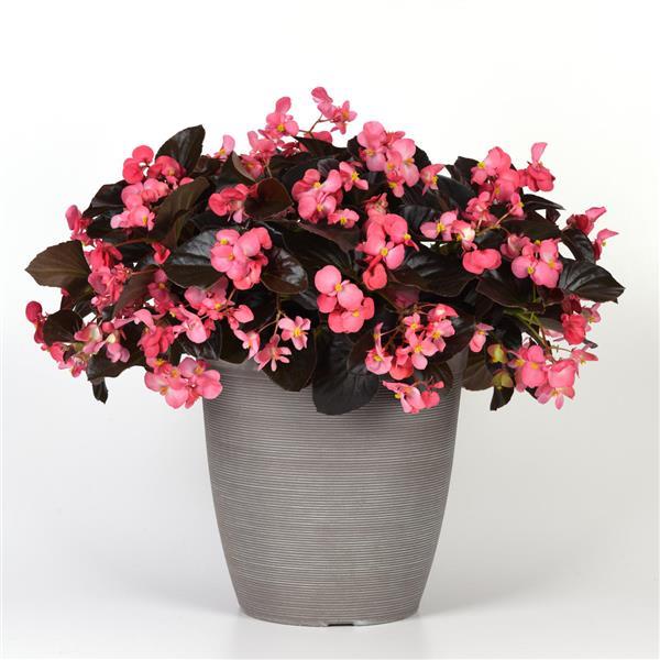 Begonia Megawatt Rose Bronze Leaf - Container
