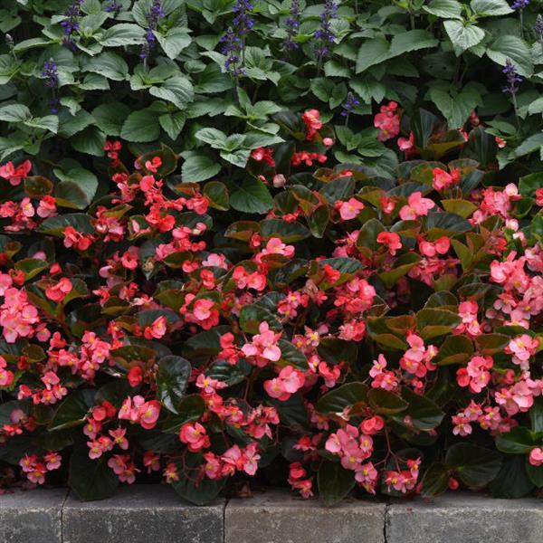 Begonia Megawatt Rose Bronze Leaf - Landscape
