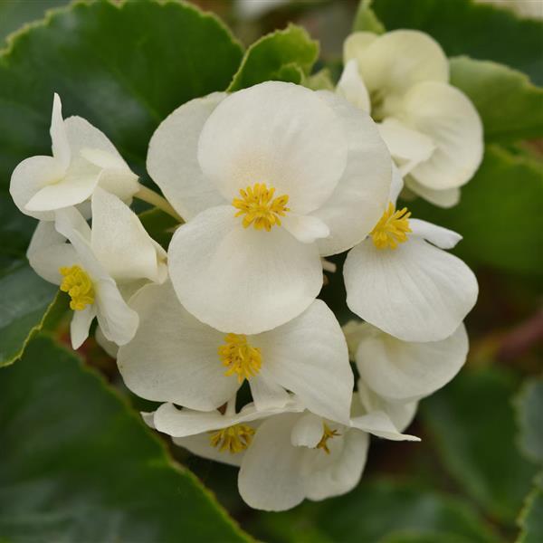 Begonia Megawatt™ White Green Leaf - Bloom