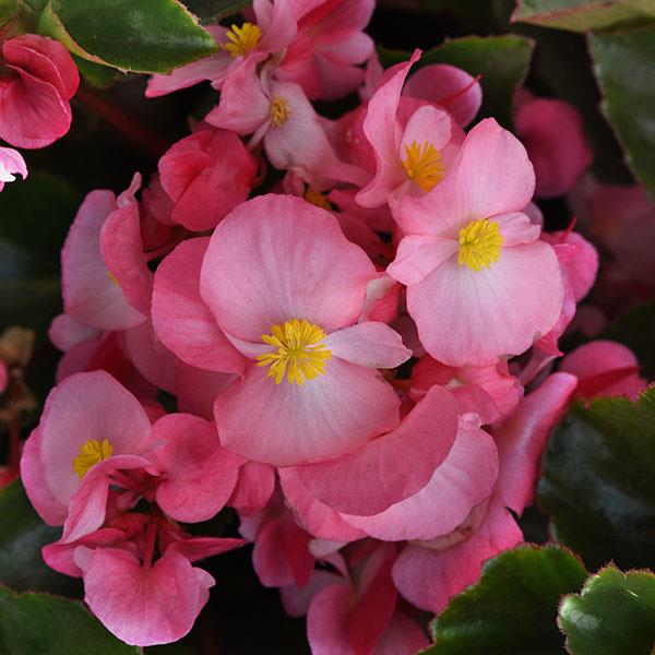 Begonia Megawatt™ Pink Green Leaf - Bloom