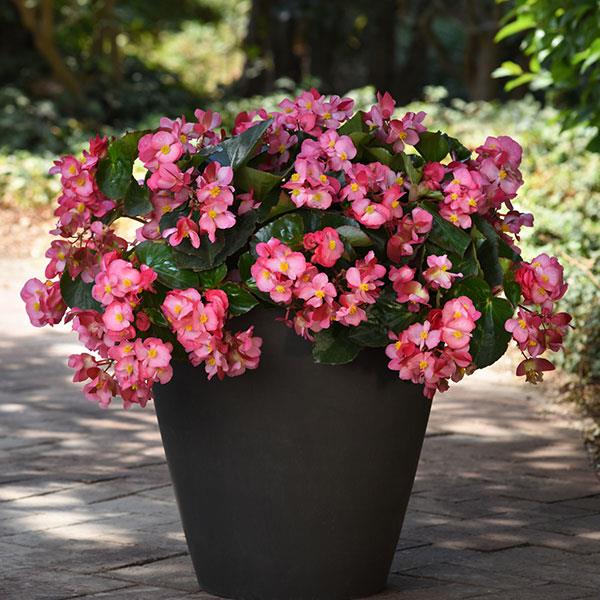 Begonia Megawatt Pink Green Leaf - Container