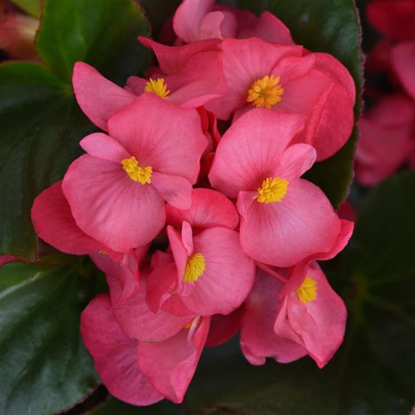 Begonia Megawatt™ Rose Green Leaf - Bloom