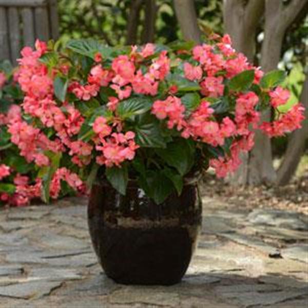 Begonia Megawatt Rose Green Leaf - Container