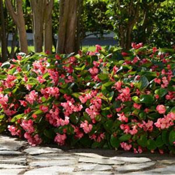 Begonia Megawatt Rose Green Leaf - Landscape