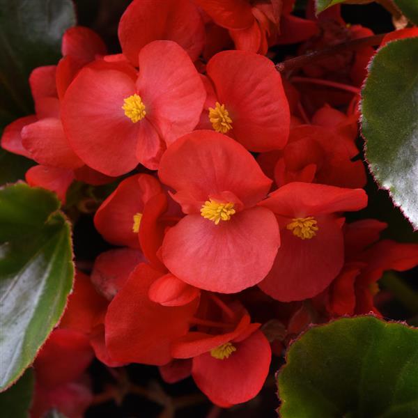 Begonia Megawatt Red Green Leaf - Bloom