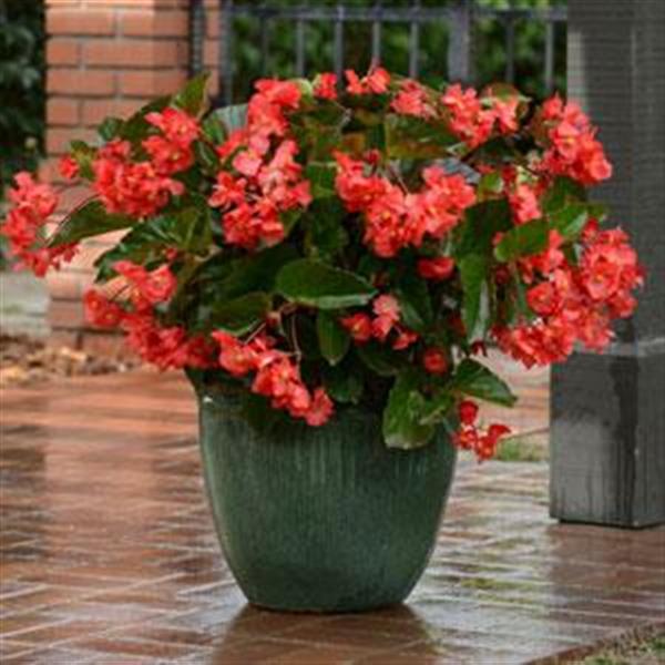 Begonia Megawatt Red Green Leaf - Container