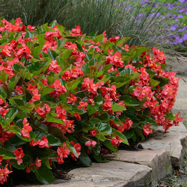 Begonia Megawatt Red Green Leaf - Landscape