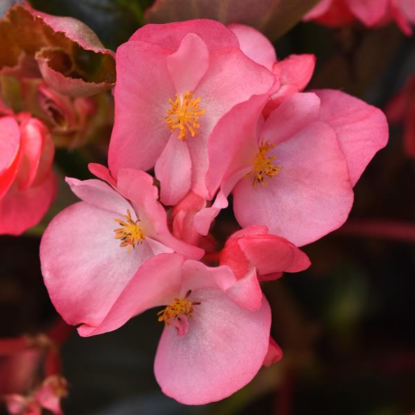 Begonia Megawatt™ Pink Bronze Leaf Improved - Bloom