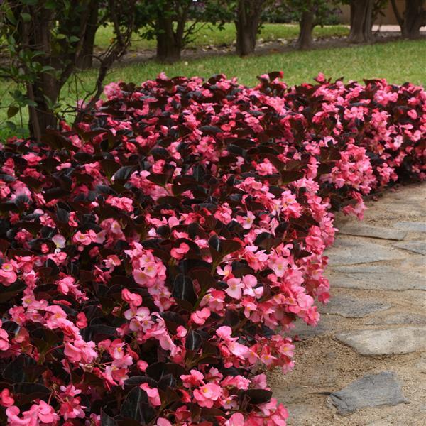 Begonia Megawatt Pink Bronze Leaf Improved - Commercial Landscape 1