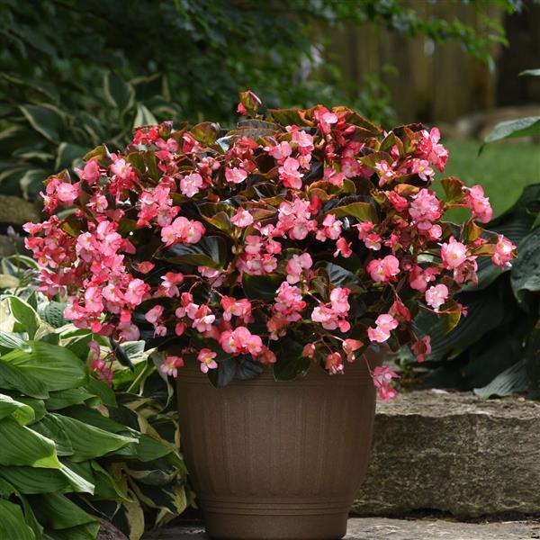 Begonia Megawatt Pink Bronze Leaf Improved - Container