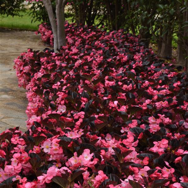 Begonia Megawatt Pink Bronze Leaf Improved - Landscape