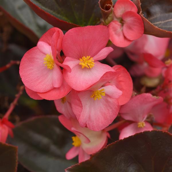 Begonia Megawatt™ Rose Bronze Leaf Improved - Bloom