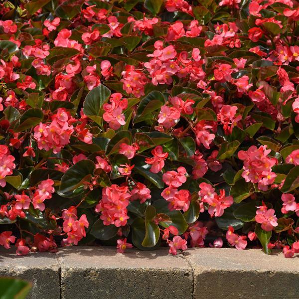 Begonia Megawatt Rose Bronze Leaf Improved - Landscape