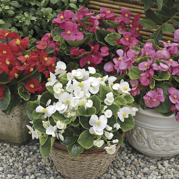 Begonia Prelude Plus Mix - Bloom