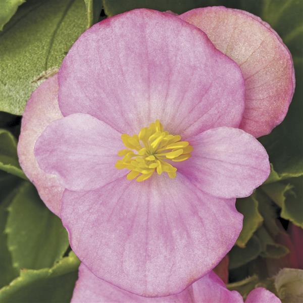 Begonia Prelude Plus Pink - Bloom