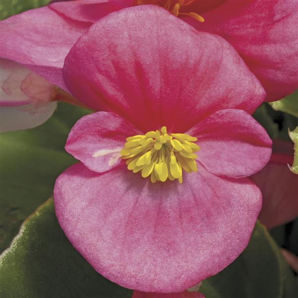 Begonia Prelude Plus Rose - Bloom