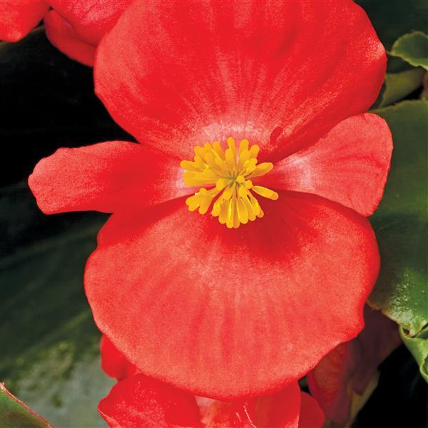 Begonia Prelude Plus Scarlet - Bloom