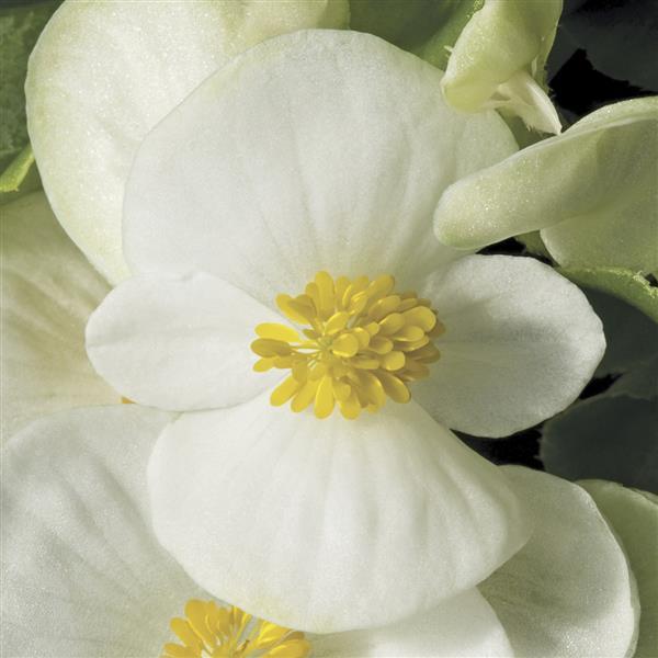 Begonia Prelude Plus White - Bloom