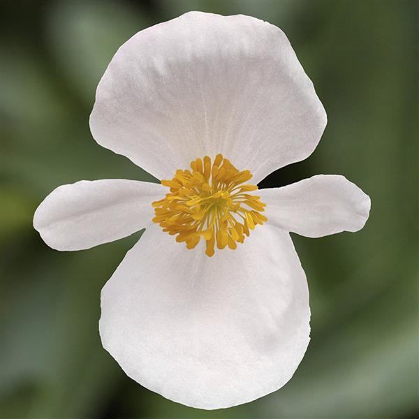 Begonia Bowler White Bronze Leaf - Bloom