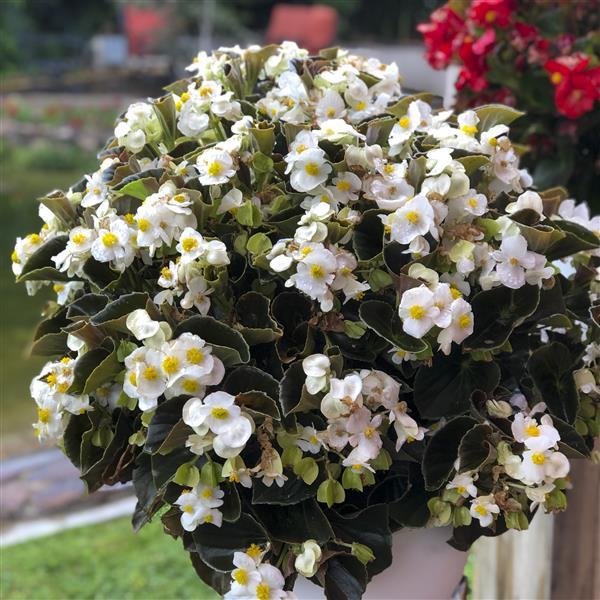 Begonia Bowler White Bronze Leaf - Container