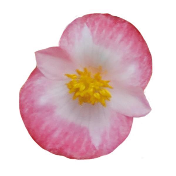 Begonia Super Cool Blush - Bloom