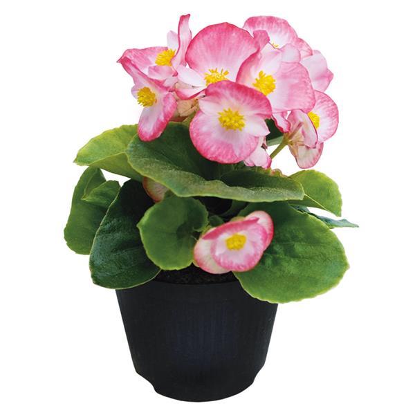 Begonia Super Cool Blush - Container