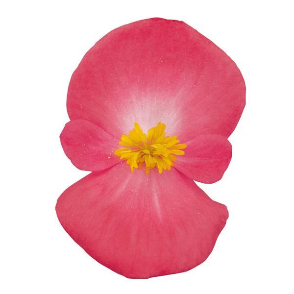 Begonia Super Cool Lipstick - Bloom