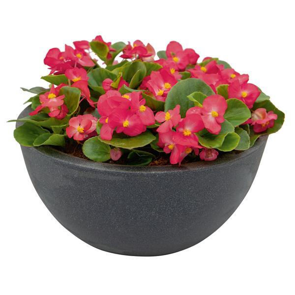 Begonia Super Cool Lipstick - Container