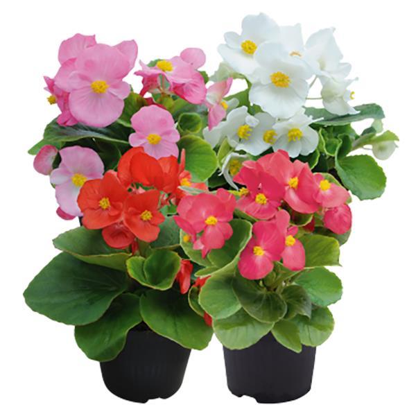 Begonia Super Cool Mix - Bloom