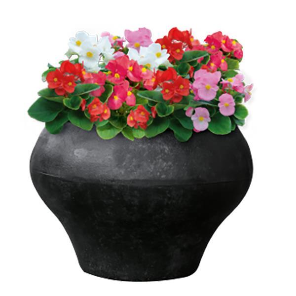 Begonia Super Cool Mix - Container
