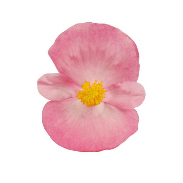 Begonia Super Cool Pink - Bloom