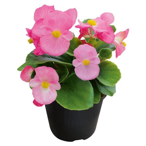 Begonia Super Cool Pink - Container