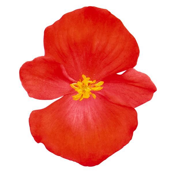 Begonia Super Cool Red - Bloom