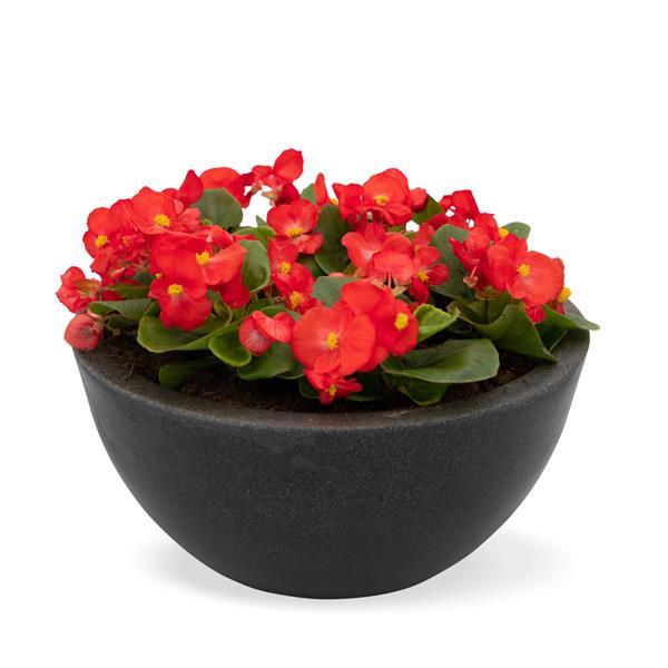 Begonia Super Cool Red - Container
