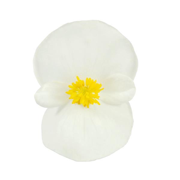 Begonia Super Cool White - Bloom