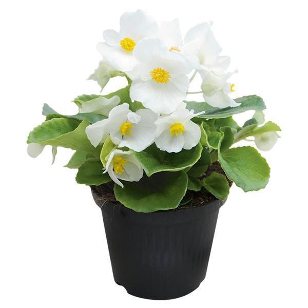 Begonia Super Cool White - Container