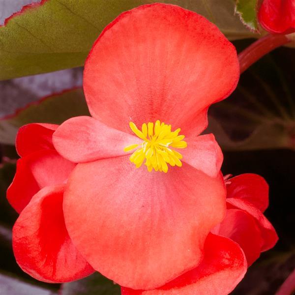 Begonia Bionic Red Bronze Leaf - Bloom