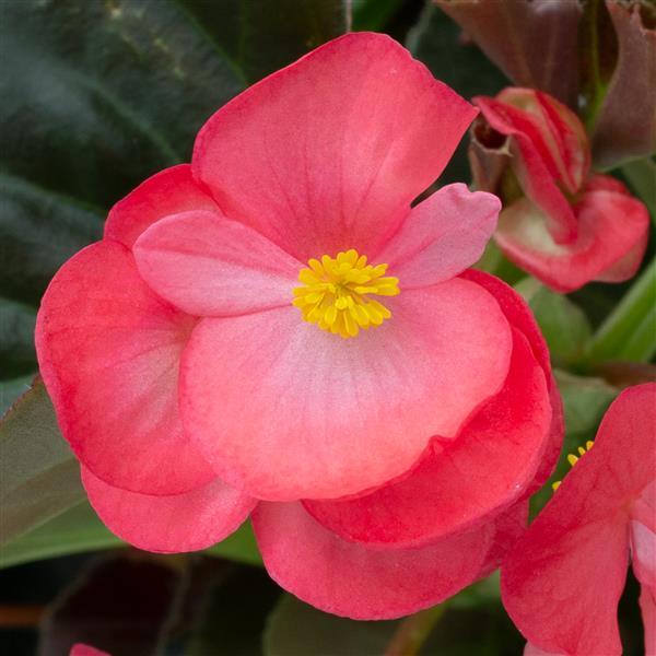 Begonia Bionic Rose Bronze Leaf - Bloom